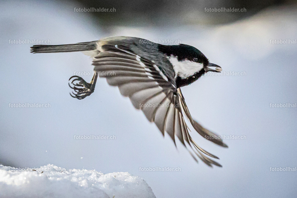 IMG_5197SO | Foto Bollhalder 