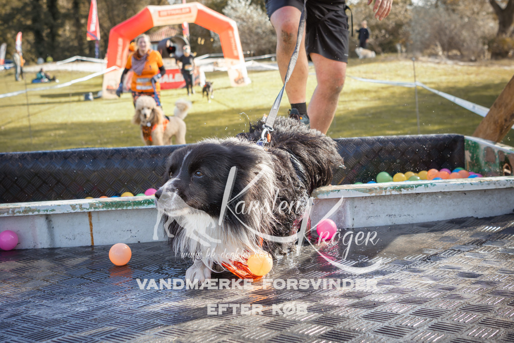 1307_ZZ99134-2 | kk-dogfotos