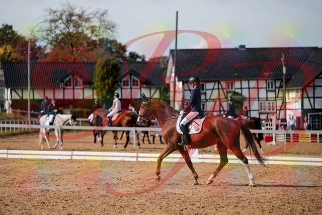 2026_10_03_Siefer-Hof_123425_Z63_52747474 | Professionelle Reitsport-, Turnier- und Eventfotografie von Robert Broda. Galerien mit ausgewählten und bearbeiteten Bildern direkt online ansehen und bestellen.