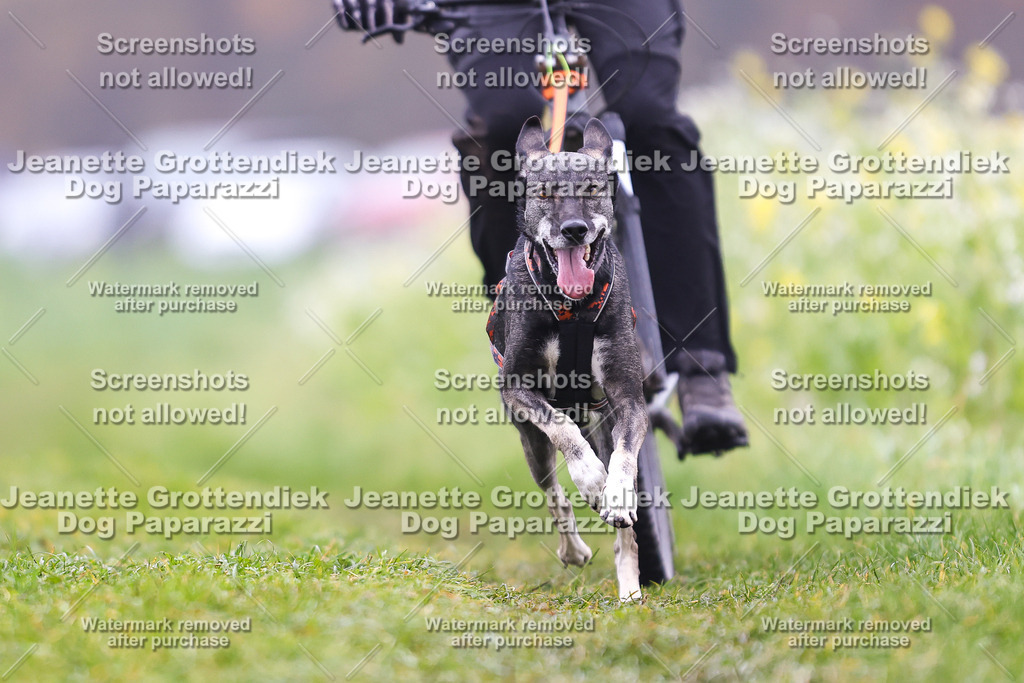 Dog Paparazzi - Visbeck 25 -149 | Dog Paparazzi Jeanette Grottendiek Fotografie & Videografie - Realisiert mit Pictrs.com