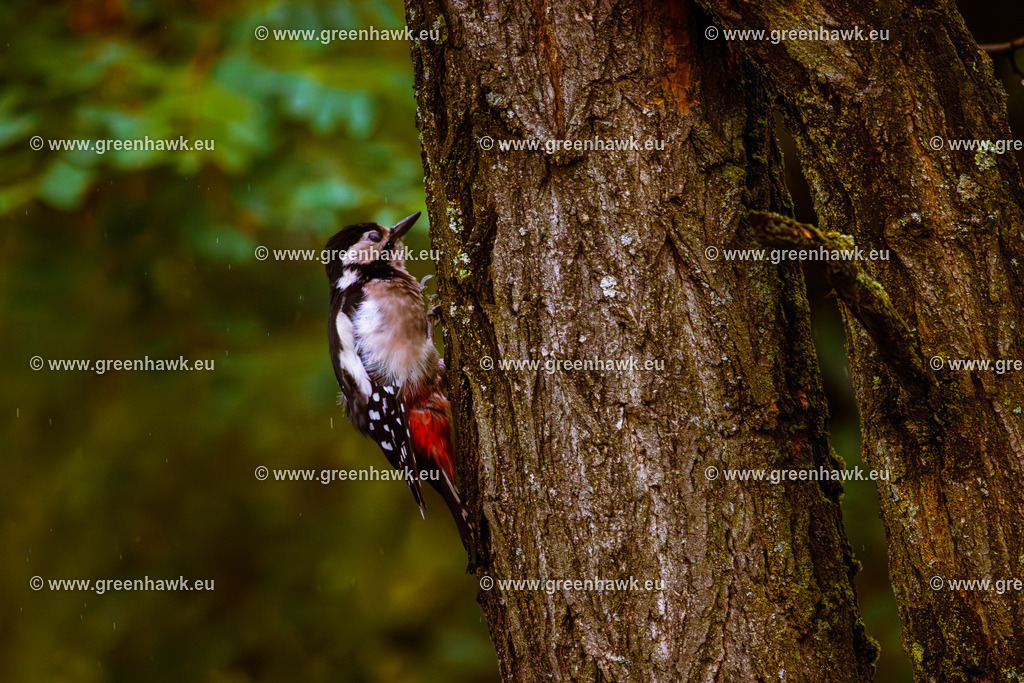 IMG_9193-Verbessert-RR | Greenhawks Bilder Shop für Landschaften, Urban, Tiere und weiteres als Poster Leinwand oder Fotogeschenk für Ostern Weihnachten oder Geburtstag  - Realisiert mit Pictrs.com
