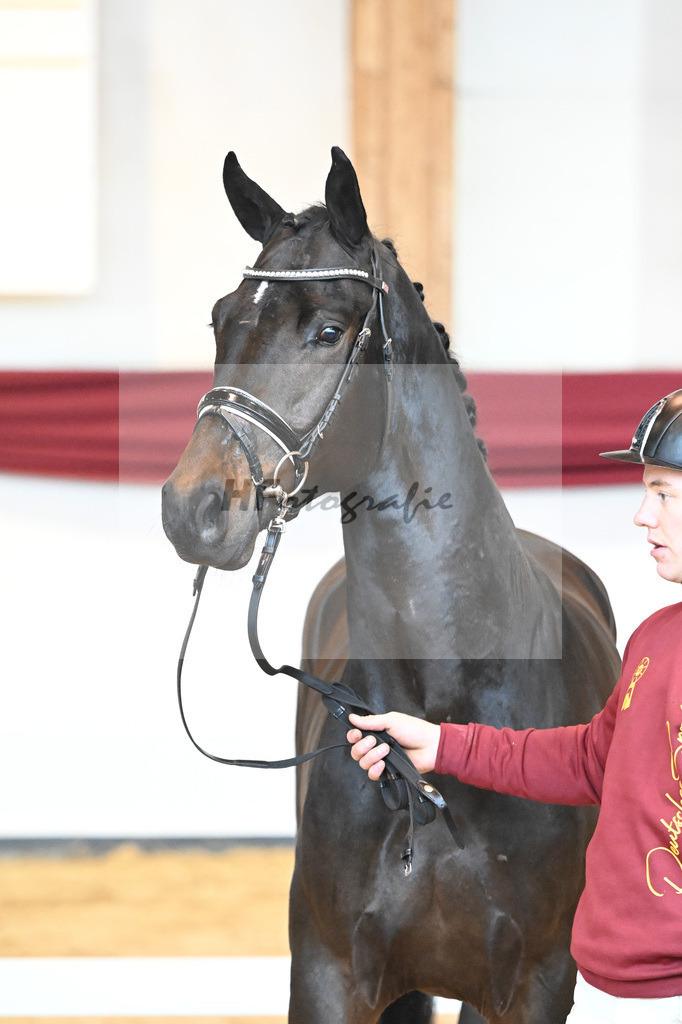 Kat-Nr. 40 v. Lord Europe_Bergmann_66221874 | hf-fotografie - Realisiert mit Pictrs.com