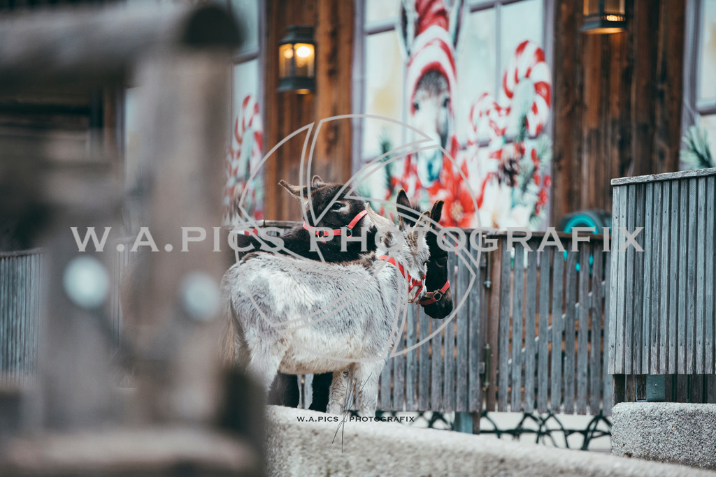 A-Willdoner_20251223_325 | Sport-,  Presse- und Eventbegleitung!
Contact me !
