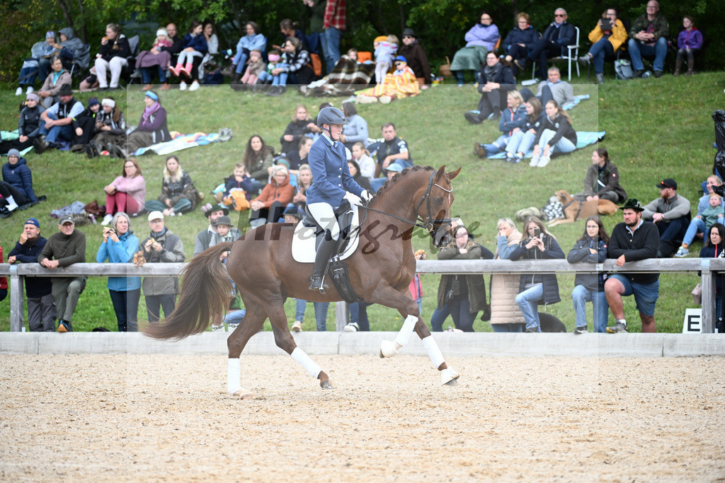 Hengste im Sport_34250117 | hf-fotografie - Realizzato con Pictrs.com