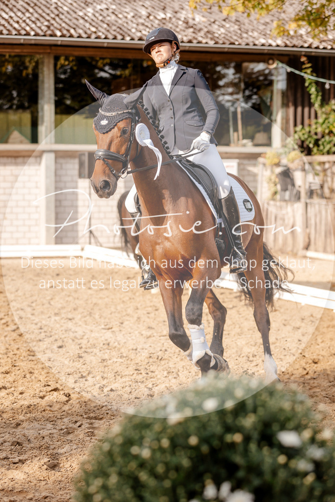 3I6A2664 | Stimmungsvolle Portraits und Reitsportfotografie im Ruhrgebiet und im Münsterland.

Pferdefotografie, Hundefotografie, Tierfotografie, Reportagen, Portraits von Tier und Mensch, Turnierfotografie in Bochum, Recklinghausen, Marl, Haltern am See, Dülmen.. - Realisiert mit Pictrs.com