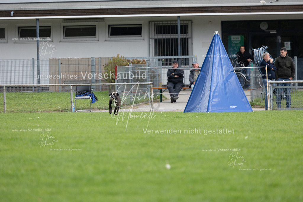 _16A7085 | Einzigartige Fotos von Hunden & Menschen –Actionfotos, Portraits, Vereinsaufnahmen & Paarshootings – authentisch, lebendig & mit Herz.