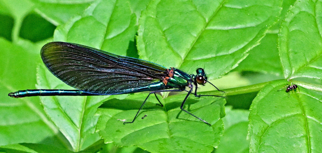 Blauflügel-Prachtlibelle02p | lucisnaturbilder - Realisiert mit Pictrs.com