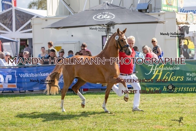 LTN STUTEN (1626) | mandyhollmannphotographie