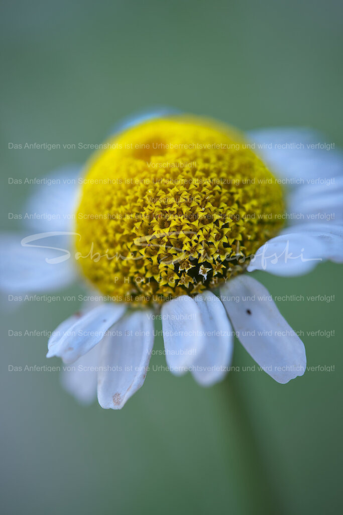 Wandbild Kamille I römische Kamille | People- und Tierfotografie, Imageaufnahmen, Veranstaltungsfotografie und Wandbilder aus der Natur ★ Made in Germany ✔️ Druck + Downloads ✔️ Naturfotografie in Top Qualität ★ schneller Versand, weltweite Lieferung! - Realisiert mit Pictrs.com