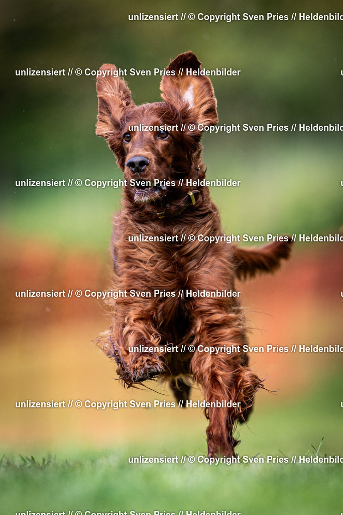 Sven Pries | 2024-04-21 - Hunderennen Baden-Oos
Foto: Sven Pries - Realisiert mit Pictrs.com