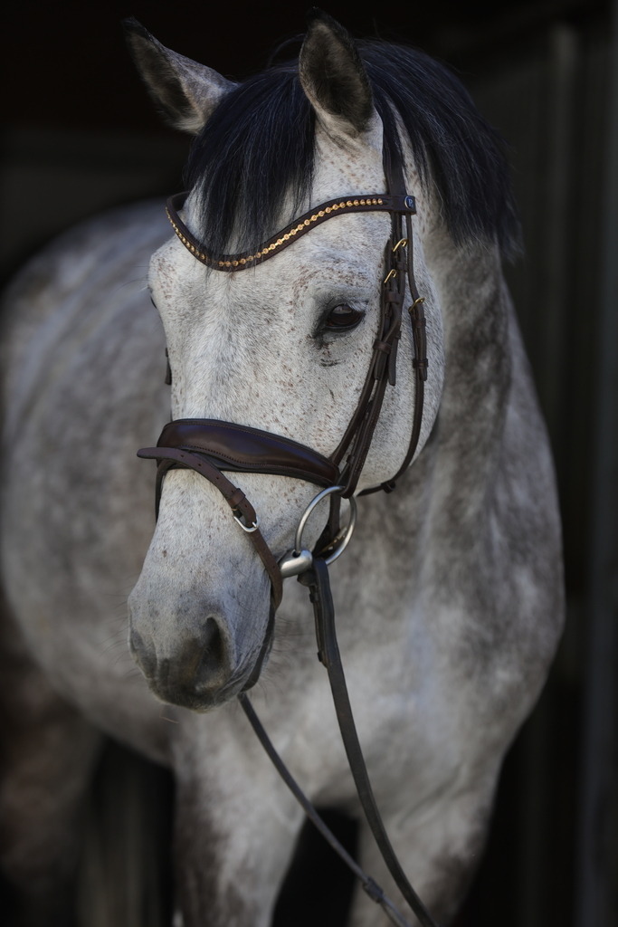 0P6A8961 | Willkommen bei Brunnmayr - Design & Fotografie – Ihrem Spezialisten für Reitturniere und Pferdeveranstaltungen in Oberösterreich, Salzburg und Bayern! Seit über 17 Jahren sind wir leidenschaftlich dabei.
