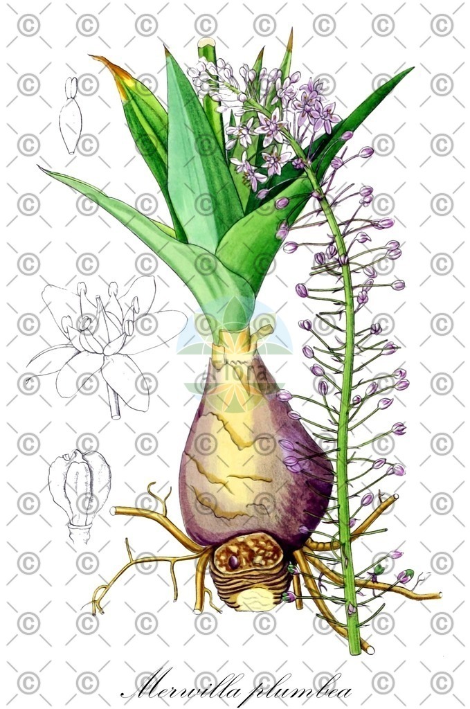 HistAbb_wfo-0000241871_1_ENZY_Simple | Historische Abbildung von Merwilla plumbea - Asparagaceae | Historical Illustration of Merwilla plumbea - Asparagaceae