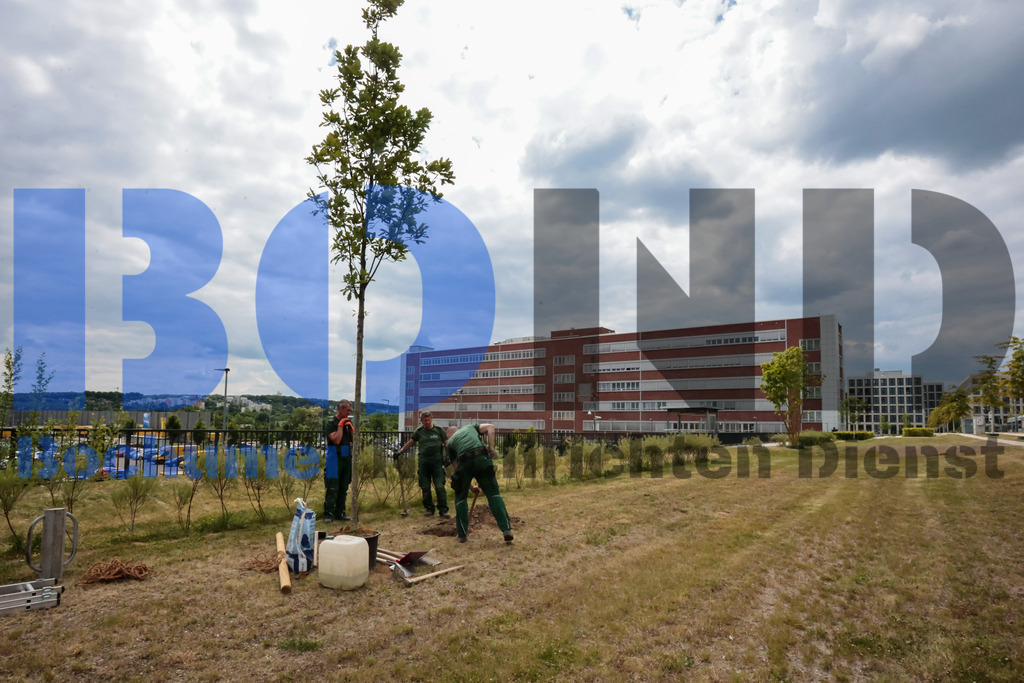 Eicheingrabung | Eicheingrabung - Realisiert mit Pictrs.com