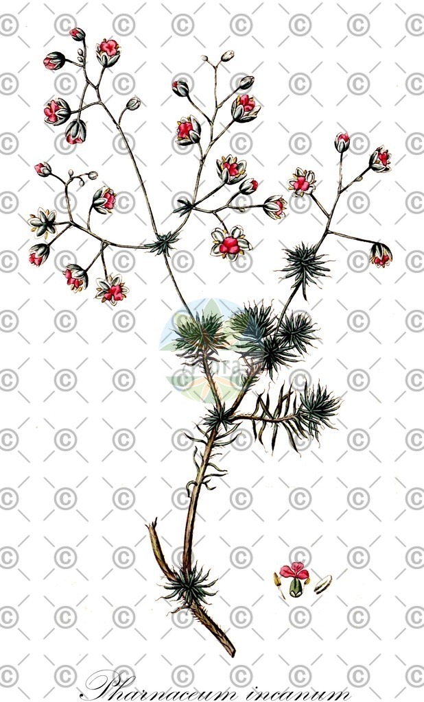 HistAbb_wfo-0000889847_1_ENZY_Simple | Historische Abbildung von Pharnaceum incanum - Molluginaceae | Historical Illustration of Pharnaceum incanum - Molluginaceae