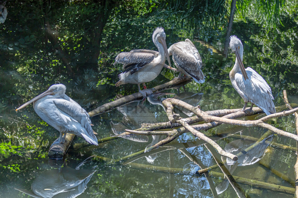 Pelikan am Wasser | Ein majestätischer Pelikan ruht auf einem Baumstamm am Wasser, umgeben von Schilf. Wildlife- und Naturfotografie in voller Schönheit. - Realisiert mit Pictrs.com