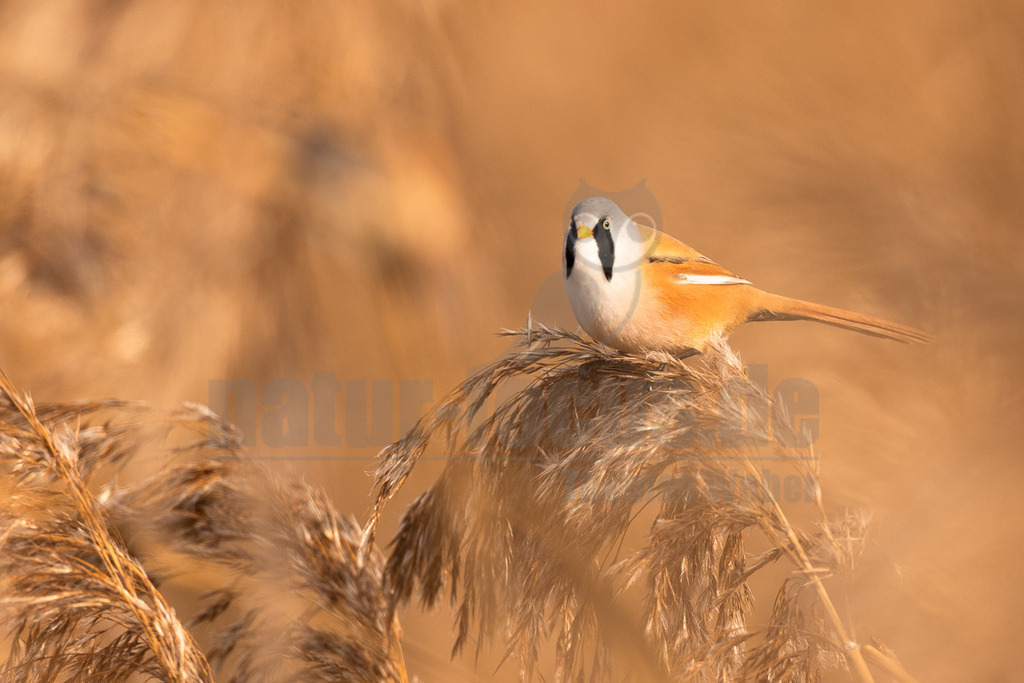R5NF0639_20241017 | Das Bild zeigt eine männliche Bartmeise (Panurus biarmicus), die auf einem Schilfhalm sitzt. Das Gefieder des Vogels ist überwiegend orange-braun, mit einem grauen Kopf und einem markanten schwarzen Bartstreif, der für das Männchen charakteristisch ist. Die Bartmeise interagiert mit ihrer natürlichen Umgebung, indem sie sich auf dem Schilf ausruht. - Realisiert mit Pictrs.com