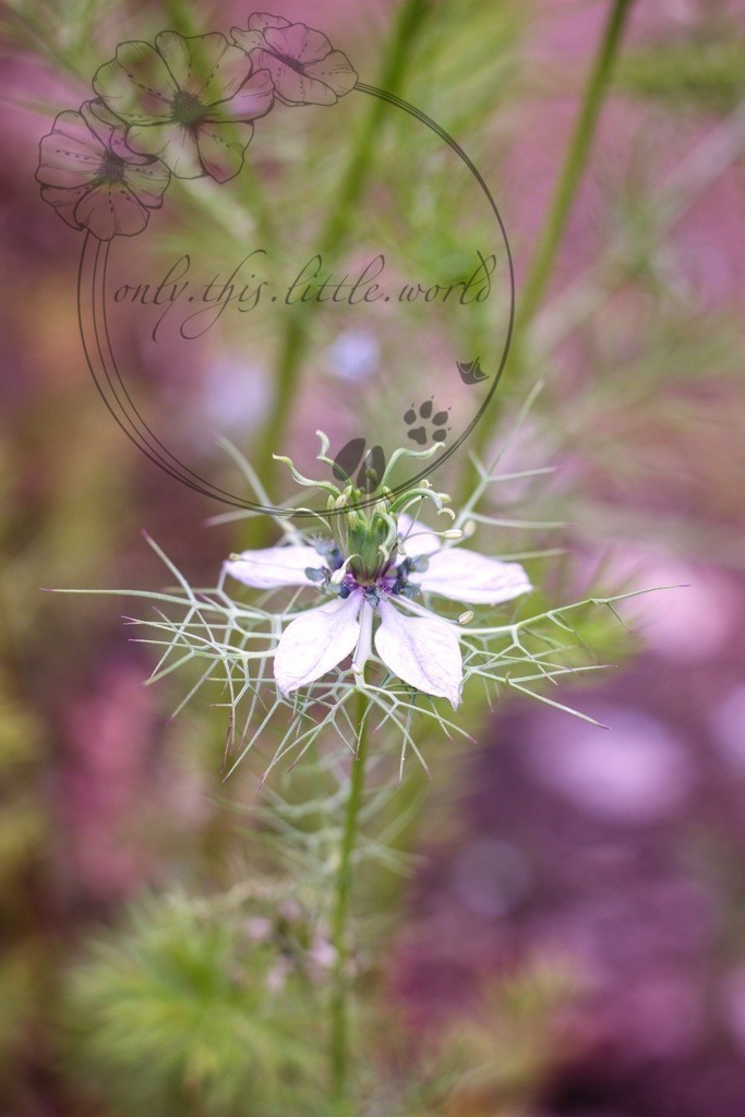 IMG_4005-01 | only.this.little.world - Realisiert mit Pictrs.com
