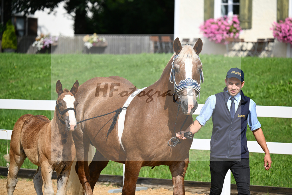 Kat-Nr. 7 Rivaldo x Schogun_HLG Schwaiganger_27140153 | hf-fotografie - Realisiert mit Pictrs.com