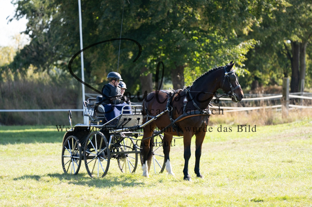 A7V04351 | Pferdefotograf