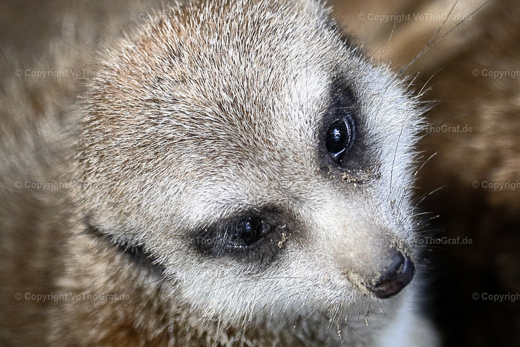2013-07-13 - 5123 | Portrait, Fotograf, Berlin, Umkreis, Region, Menschen, Studio, Tierfotografie, Kopfkino, Studiofotografie, Outdoor, Homestory, Katzen, Hund, Hunde, Katze, Gravurarbeiten, kreativ, - Realisiert mit Pictrs.com