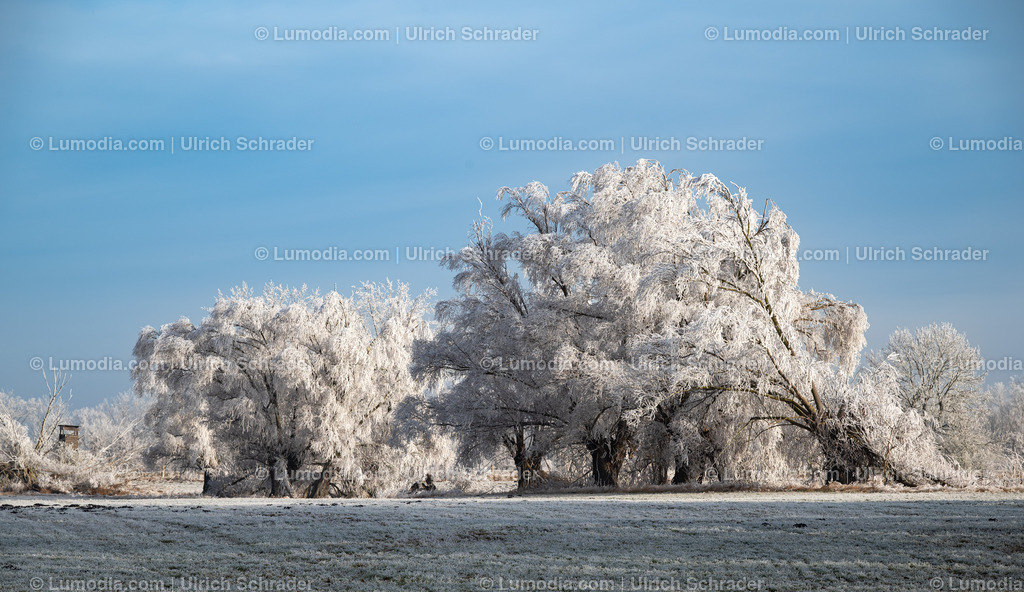 10049-13459 - Winterzauber im Großen Bruch | Stockfoto und Bilderpool mit Bildmaterial aus Deutschland, dem Harz, Halberstadt, Quedlinburg, Wernigerode und weltweit. Qualitativ hochwertige und professionelle Fotos anschauen und kaufen. - Realisiert mit Pictrs.com