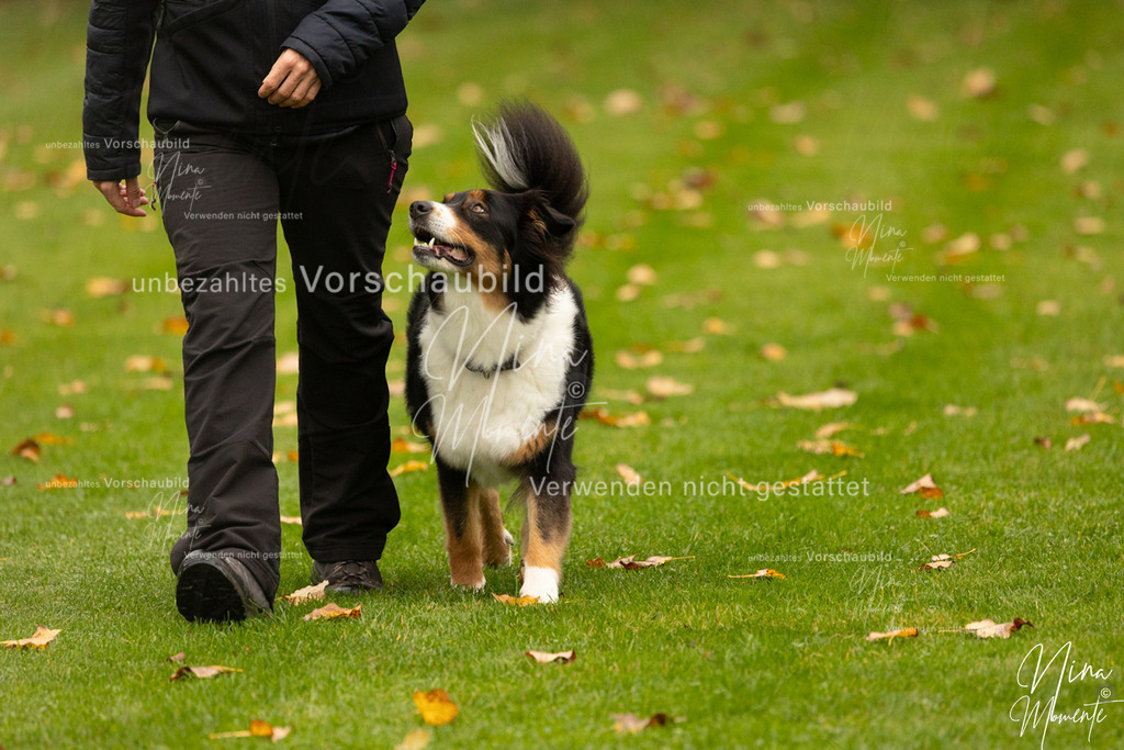 _16A0620 | Einzigartige Fotos von Hunden & Menschen –Actionfotos, Portraits, Vereinsaufnahmen & Paarshootings – authentisch, lebendig & mit Herz.
