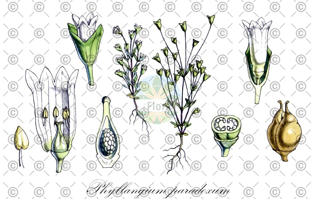 HistAbb_wfo-0000779277_1_ENZY_Simple | Historische Abbildung von Phyllangium paradoxum - Loganiaceae | Historical Illustration of Phyllangium paradoxum - Loganiaceae