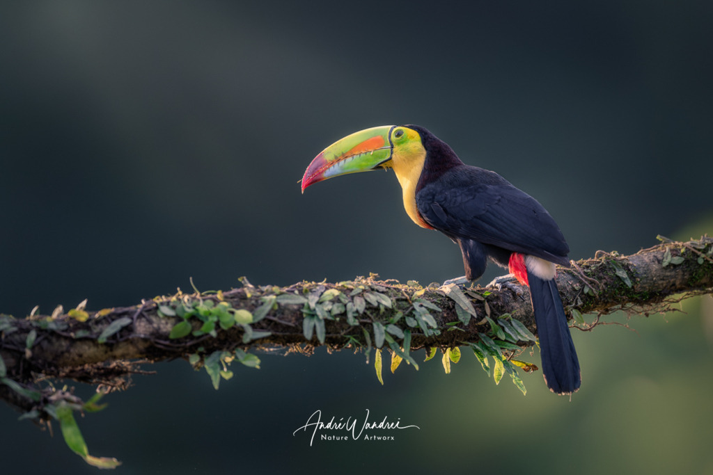 Fischertukan auf Futtersuche | Andre Wandrei - Nature Artworx - Realisiert mit Pictrs.com