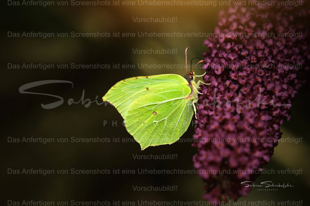 Wandbild Schmetterling "Zitronenfalter" | Exklusive Naturfotografie für stilvolle Wanddekoration ★ Premium Wandbilder Made in Germany ✔️ FineArt Drucke & Downloads ✔️ Brillante Farben, höchste Qualität & weltweiter Versand ✔️ - Realisiert mit Pictrs.com