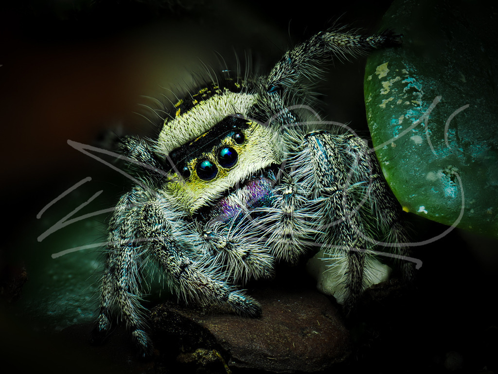 Springspinne Sam2 | Naturschönheiten aus Deutschland. Pflanzen und Tiere, Insekten und Naturschauspiele. Alle schönen Details, die uns umgeben, fotografiert von Michi Moc.  - Realisiert mit Pictrs.com