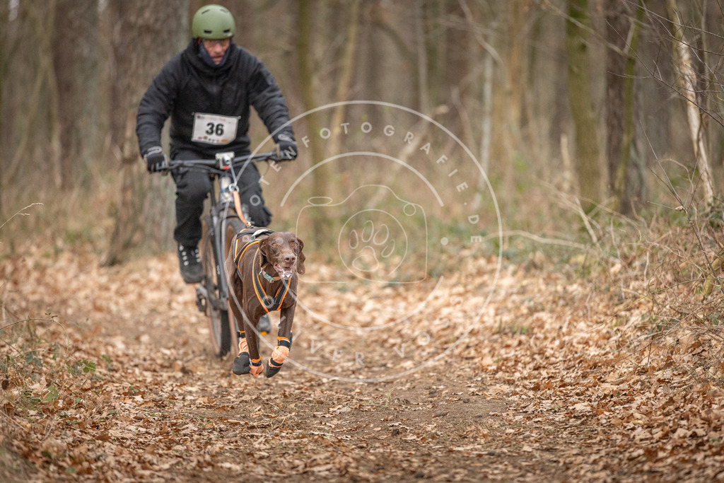 Pfotenfotografie_DV3A0044 | Hundefotografie, Tierfotograf, Pfotenfotografie, Fotoshooting Hund, Hunde Portrait, Hundesport, Hundeportraits, Heideshooting, Hunde, Sportfotograf, Hundefotograf, Turnierhundsport, THS,  - Realisiert mit Pictrs.com