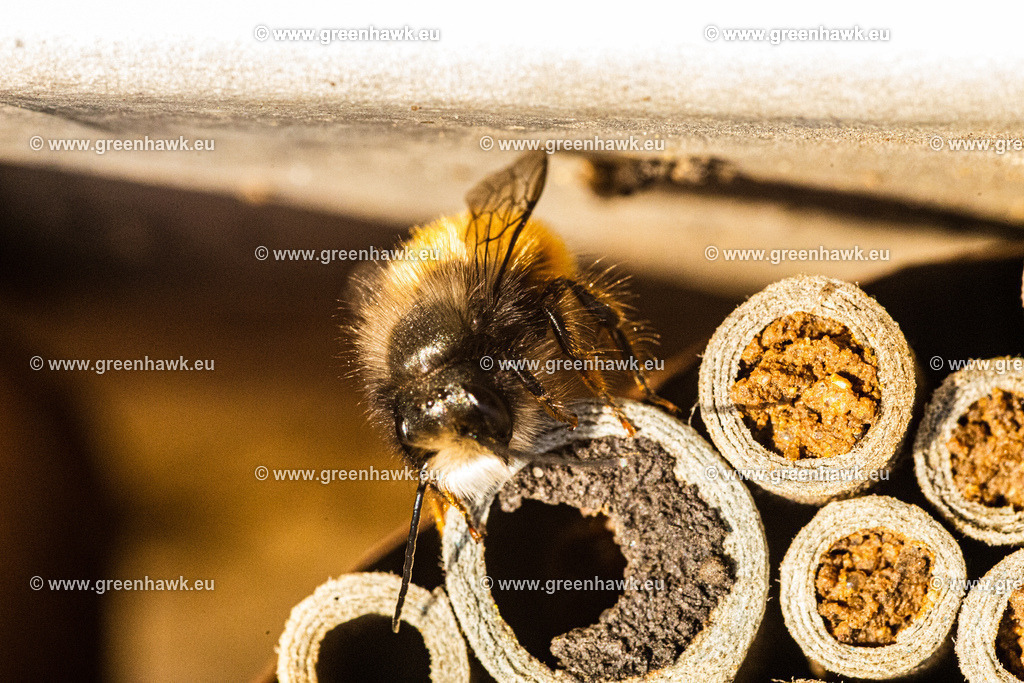 IMG_9291 | Greenhawks Bilder Shop für Landschaften, Urban, Tiere und weiteres als Poster Leinwand oder Fotogeschenk für Ostern Weihnachten oder Geburtstag  - Realisiert mit Pictrs.com