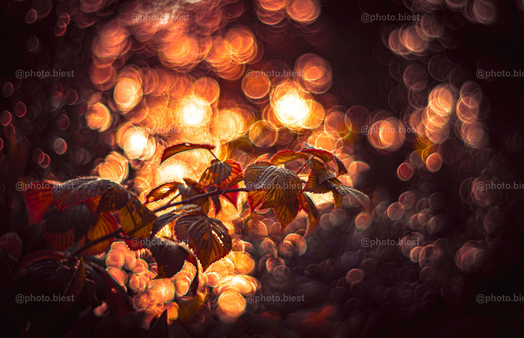 Herbstexplosion | Rotgefärbte Blätter im Lichte der untergehenden Sonne. - Realisiert mit Pictrs.com