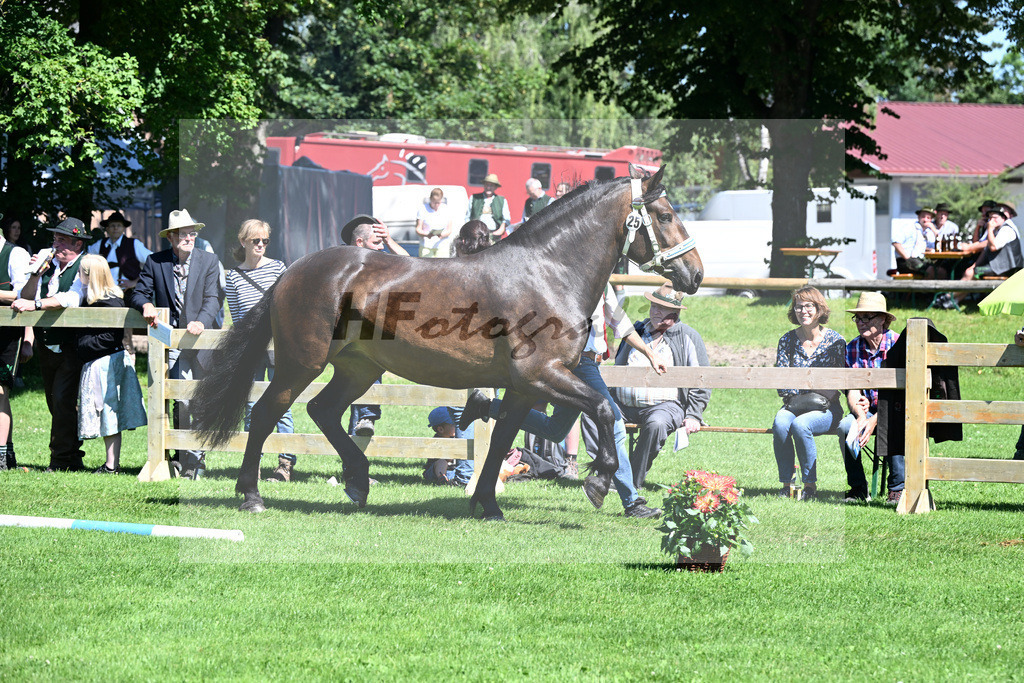 Kat-Nr. 25 Pepper v. Nussini II_Birkholz_22240413 | hf-fotografie - Realizzato con Pictrs.com
