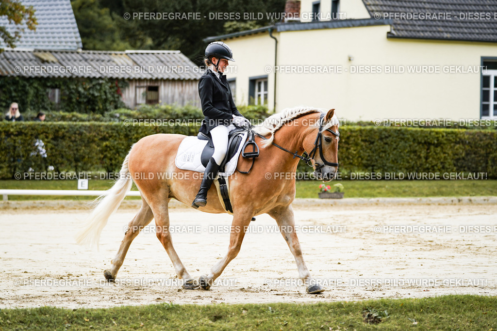 DSC04629 | Pferdegrafie