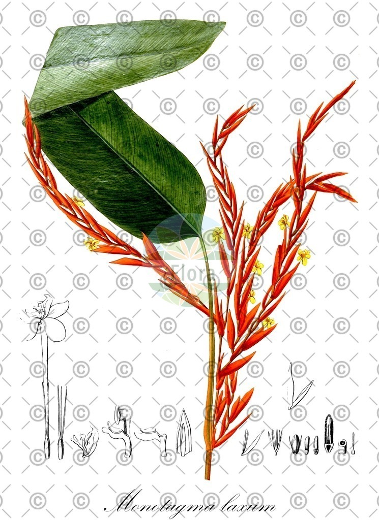 HistAbb_wfo-0000245685_1_ENZY_Simple | Historische Abbildung von Monotagma laxum - Marantaceae | Historical Illustration of Monotagma laxum - Marantaceae