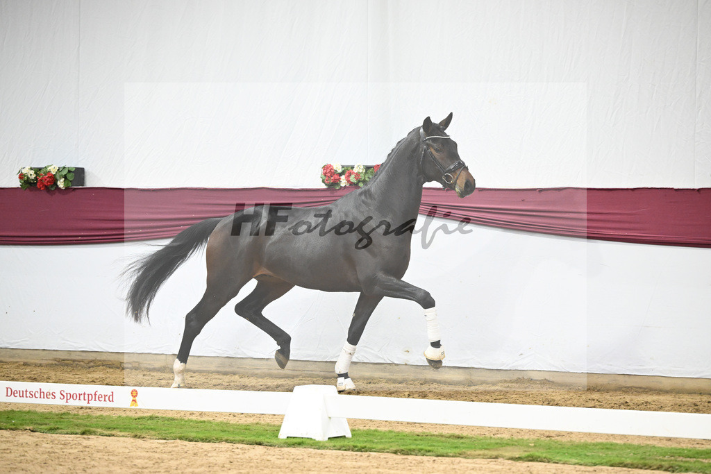 Kat-Nr. 128 Vitalis x De Kooning_Stall Buchenhof_47254277 | hf-fotografie - Realisiert mit Pictrs.com