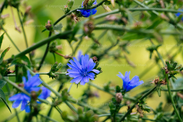 Gemeine Wegwarte - Cichorium intybus | Willkommen im Shop von Photography Sascha Staub. Hier findest du alle Fotos und Medieninhalten von Sascha Staub. In diesem Shop kannst du Lizenzen zu den Fotos, Drucke und Gutscheine für den Shop erwerben.  - Realisiert mit Pictrs.com