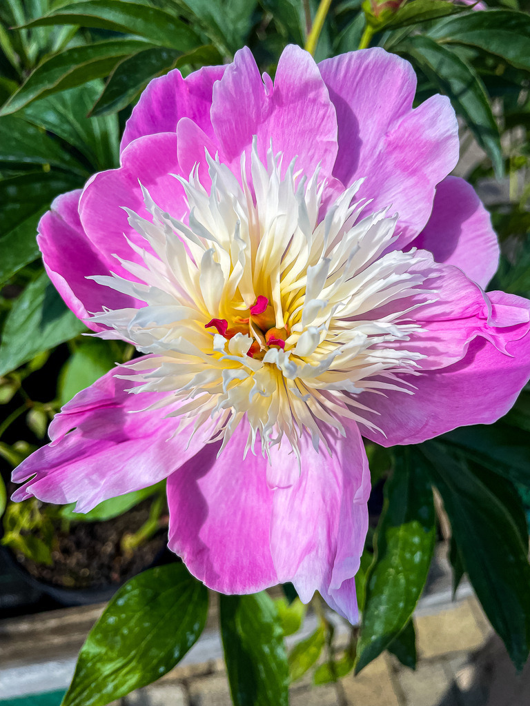 Wandbild Päonie Pink & Weiß – Botanischer Fine Art Kunstdruck | Bringe frische, florale Eleganz und romantisches Wohlfühl-Ambiente in dein Zuhause. Diese meisterhafte Nahaufnahme fängt eine prachtvolle Päonie (Pfingstrose) in zartem Pink und reinem Weiß in beeindruckender Detailschärfe ein. Die lebendigen Naturfarben und die feine Struktur der Blütenblätter machen dieses florale Kunstwerk zu einem zeitlosen Highlight. Perfekt geeignet als hochwertiges Poster für das Schlafzimmer, als edle Leinwand für den modernen Landhausstil oder im Großformat hinter Acrylglas für das Wohnzimmer. Jetzt direkt im Fotografie-Shop von trendpulsecreator sichern! - Realisiert mit Pictrs.com