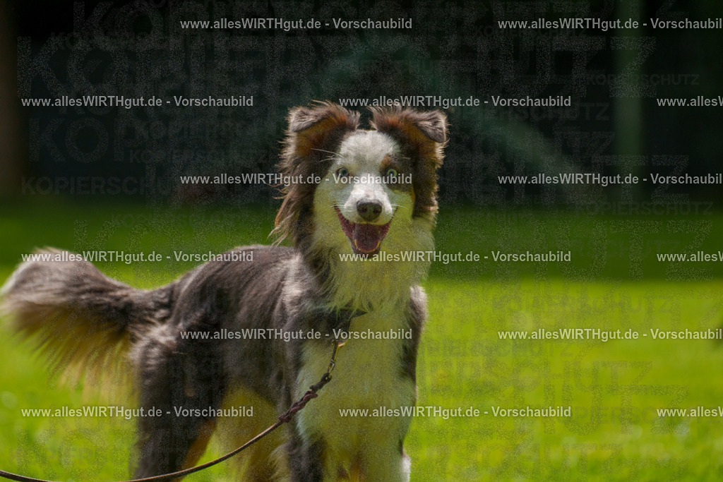 @allesWIRTHgut_Tierfotografie - www.allesWIRTHgut.de - 7R504897 | Professionelle Tierfotografie in Mönchengladbach von Daniel Wirth (allesWIRTHgut). Liebevolle & natürliche Bilder von Hunden & Katzen für unvergessliche Erinnerungen.