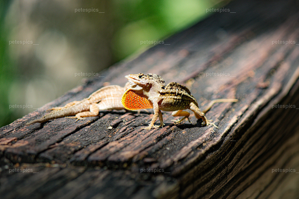 IMG_0134-1 | petespics