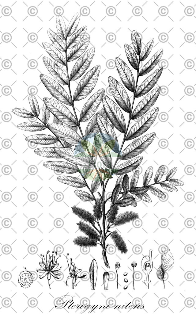 HistAbb_wfo-0000170624_1_ENZY_Simple | Historische Abbildung von Pterogyne nitens - Fabaceae | Historical Illustration of Pterogyne nitens - Fabaceae