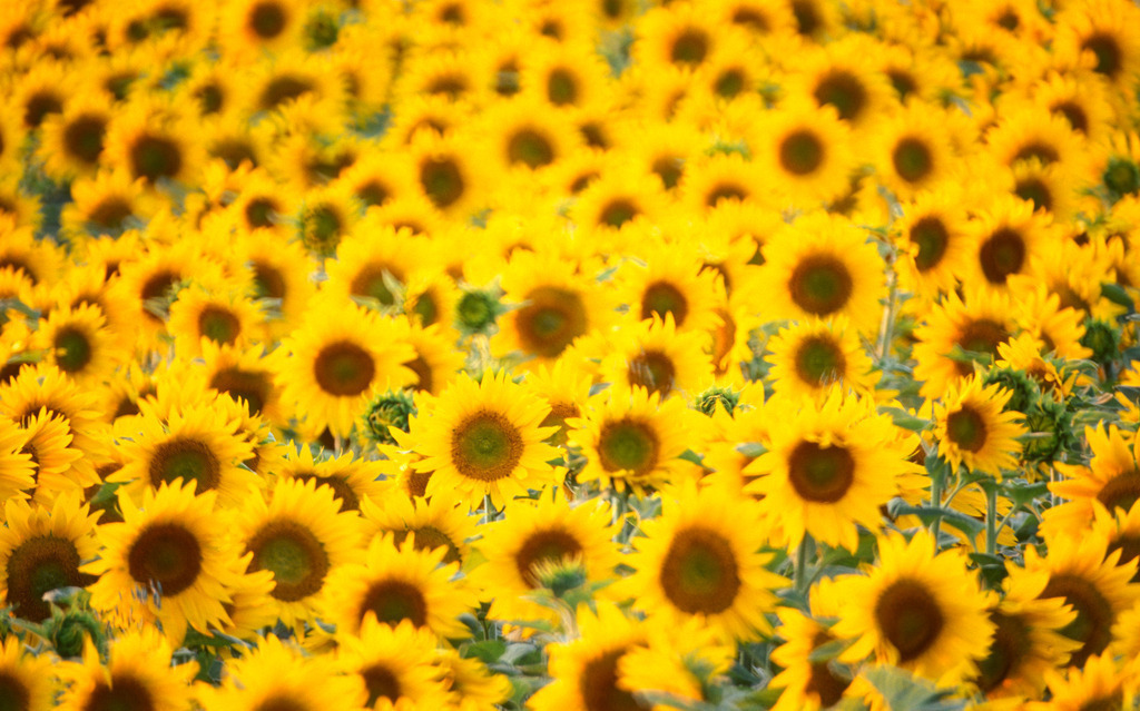 Sonnenblumenfeld | Europa, Austria, Niederoesterreich;Sonnenblumenfeld - Realisiert mit Pictrs.com