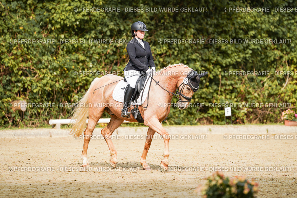 DSC03061 | Pferdegrafie