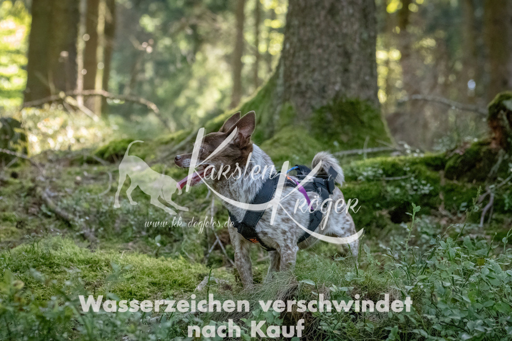 1222_ZZ94191 | kk-dogfotos