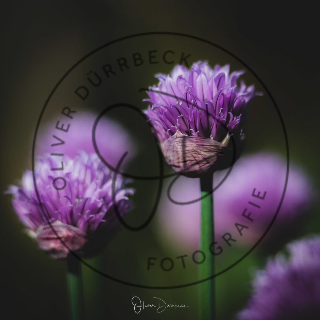 natur-pflanzen-06 | Shop für Kindergartenfotografie und andere Fotoprodukte von Oliver Dürrbeck Fotografie. - Realisiert mit Pictrs.com