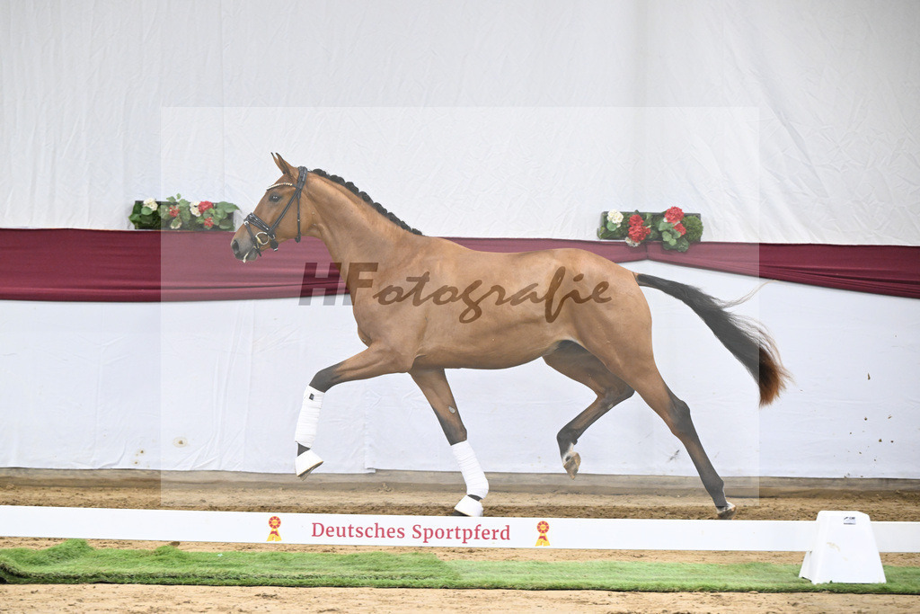 Kat-Nr. 20 Fanegro x Rotspon_Nicole Mehrmann_47250588 | hf-fotografie - Realisiert mit Pictrs.com