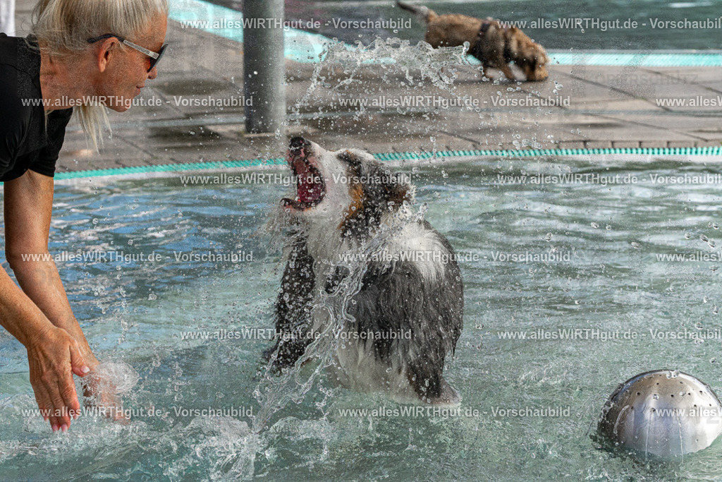 Hundeschwimmen_Volksbad_2026-allesWIRTHgut_Tierfotografie-2609061511-FAY07129 | Professionelle Tierfotografie in Mönchengladbach von Daniel Wirth (allesWIRTHgut). Liebevolle & natürliche Bilder von Hunden & Katzen für unvergessliche Erinnerungen.