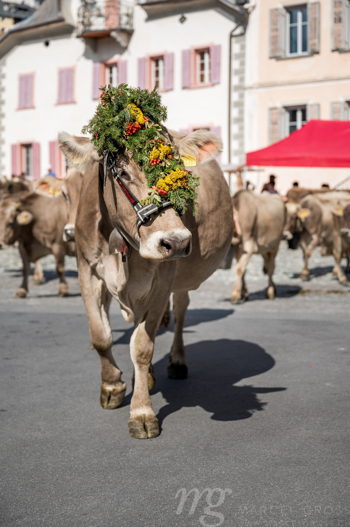 traditionell geschmückte Kuh an Alpabzug in Sent, Engadin | Die ideale Geschenkidee für Naturliebhaber. Naturbilder von Marcel Gross Photography für ihr Zuhause in den verschiedensten Formaten und Materialien. - Realisiert mit Pictrs.com