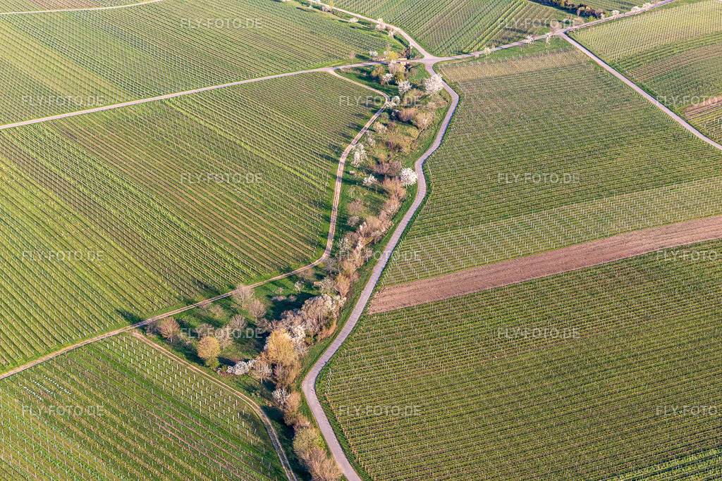Weinberge mit Mandelblühte | Luftbild: Weinberge mit Mandelblühte im Ortsteil SaintMartin in Sankt Martin im Bundesland Rheinland-Pfalz in Deutschland. Foto: IMG_126340.jpg vom 04.04.2021 durch ©2025 Werner Riehm fly-foto.de/copyright - Realisiert mit Pictrs.com